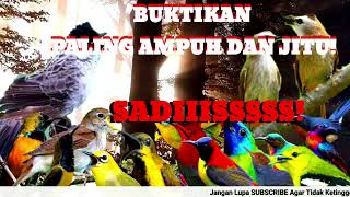Download lagu Suara Burung Ribut || Kombinasi burcil dan Burung Besar Ampuh Memikat Burung Liar.part 2 mp3