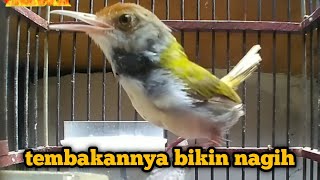Download lagu prenjak lumut GACOR tembakan variasi mp3 Download lagu prenjak lumut GACOR tembakan variasi mp3