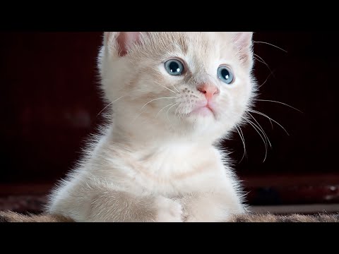 Cute cats for kids