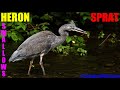 Heron Swallows A Whole Sprat For Dinner Because It Has No Teeth For Eating Prey Like All Avians