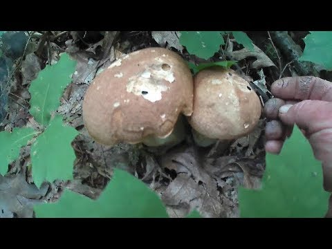 Гриби Білі 2018 Грибы белые 2018 Mushrooms White 2018