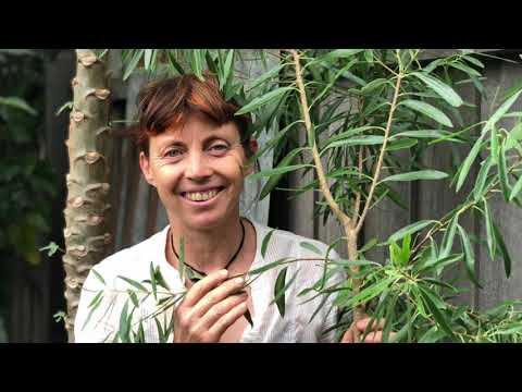 Bush Tucker Gardening, Introduction & Part 1: Gumbi gumbi