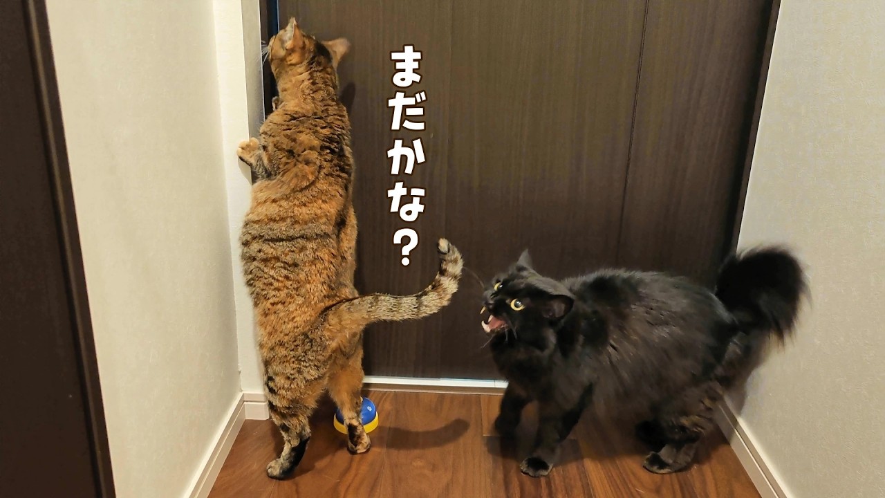 扉を開けるたびに熱烈なお出迎えをしてくれる猫