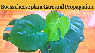 Swiss cheese plant Care and Propagation | Monstera Deliciosa
