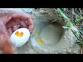 Mancing Belut Pake Telor Ayam Kampung