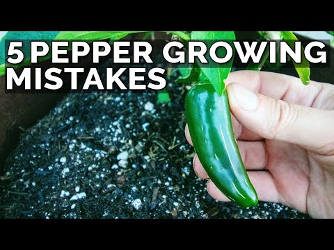 image-What peppers grow best in Southern California?