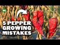 5 Pepper Growing Mistakes To Avoid