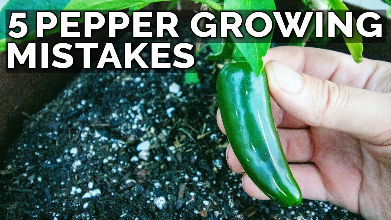5 Pepper Growing Mistakes to Avoid - YouTube