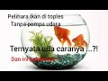 Cara Memelihara Ikan Hias Di Toples