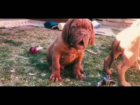 Perros Dogo de Burdeos en venta