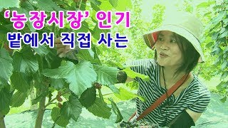 밭에서 직접 사는 경기도 농장시장 인기