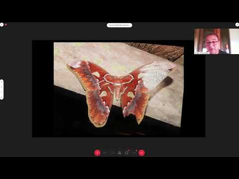 Conferencia | El maravilloso universo de las polillas