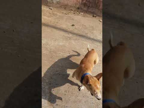 viresh dog trainer Delhi NCR CONT. 099101 83720