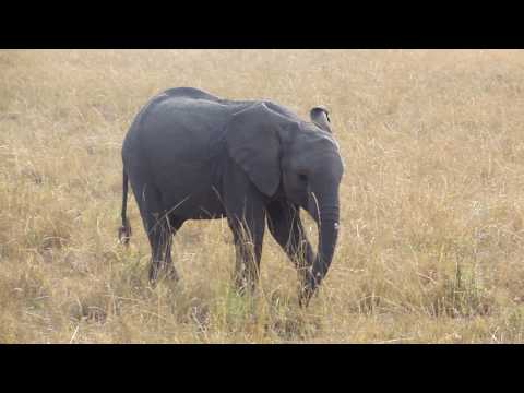 Baby Elephants in the Masai Mara Part 1