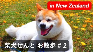 柴犬せんと お散歩 # 2 in New Zealand