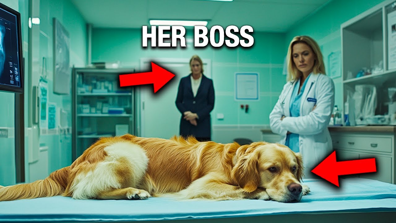 A Vet Refuses to Treat a Pregnant Dog, Not Knowing It Was Recently Adopted by Her Own Boss…