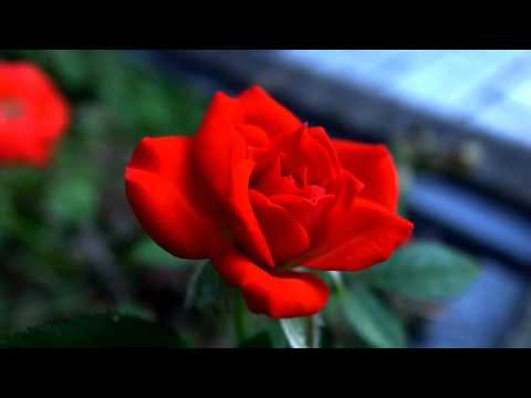 Слушать новую песню про любовь в хорошем качестве