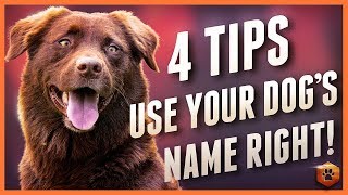 Dog Ignoring You? 4 Dog Name Strategies