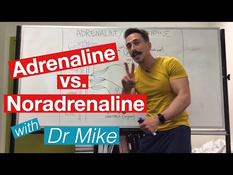 Adrenalin versus Noradrenalin | Epinephrin versus Norepinephrin