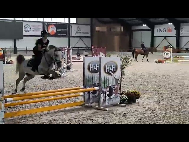 À vendre, superbe poney gris de 5 ans, toisant 146 cm, 