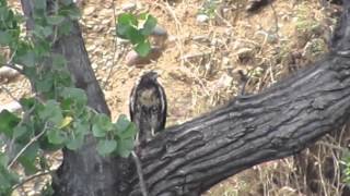 Red-tailed Hawk Juvenile Vocalizing