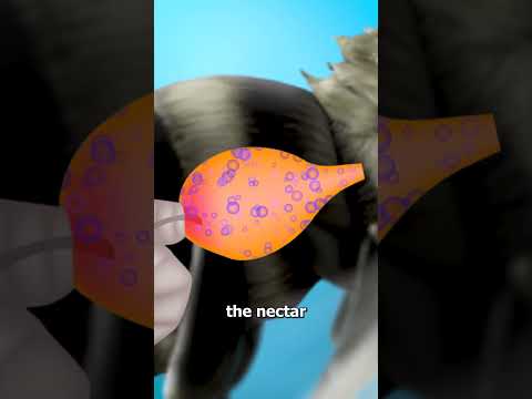 How Bees Make Honey 🤮 (gross)