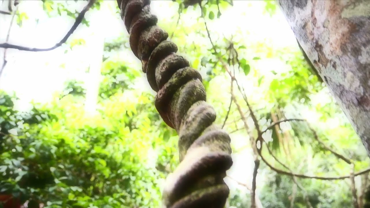 "Ayahuasca" Documentary Trailer