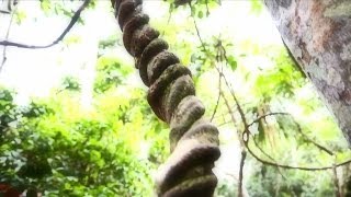 "Ayahuasca" Documentary Trailer