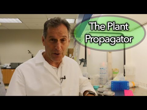 What to do with dirty flasked orchid seed?