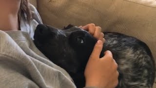 Clingy Dog Refuses to Stop Cuddling Caretaker