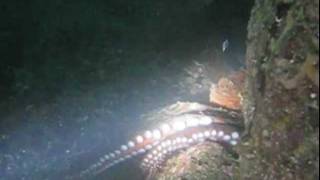 preview picture of video 'Octopus Encounter San Juan Islands'