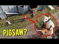 DRONE CATCHES PIGSAW AT ABANDONED FARM!! (THEY CAME AFTER US!!)