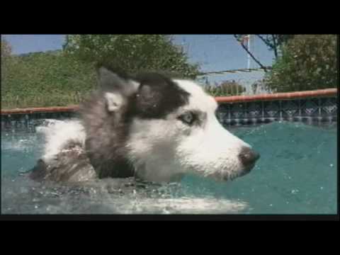 Husky Rescue - Swimming with Guinness 1.avi
