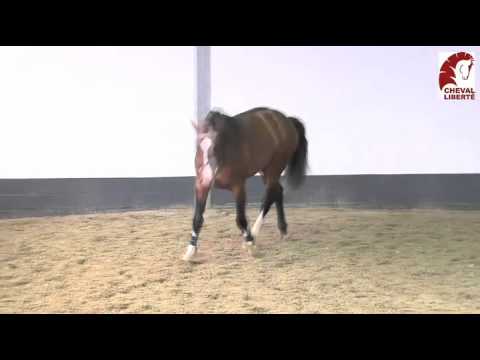 Casall offspring.mp4