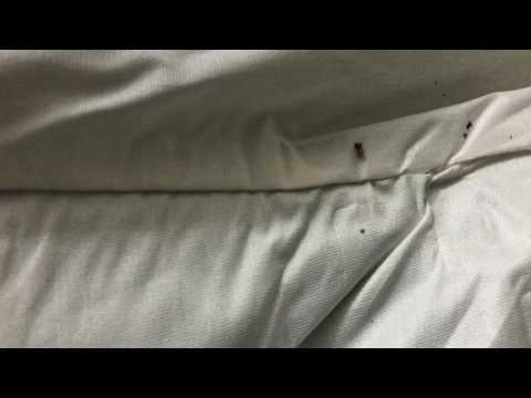 Bed Bug vs. Carpet Beetles in Englishtown, NJ
