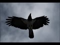 Crow hunting. Кроухантинг. Охота на ворон. 21.02.15. Ветер северный ...