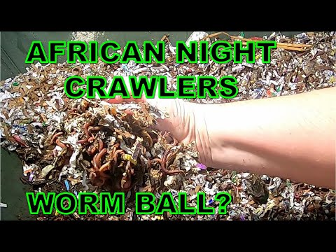 AFRICAN NIGHT CRAWLERS UPDATE