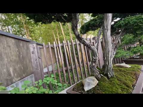 小貝ヒノキ 植物