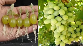 Simple method propagate grape tree with alovera || easy way to grow grape tree at home