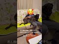 Became A Gorilla ️くーちゃんはマグロか ️ 244 Plotthound Moo Qoo Hoo