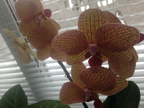 МОЁ УВЛЕЧЕНИЕ- КОМНАТНЫЕ ЦВЕТЫ.