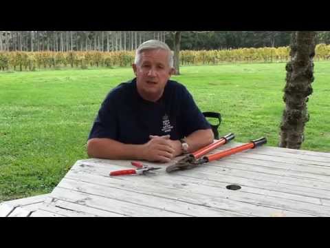 How to Transplant a Mature Grapevine