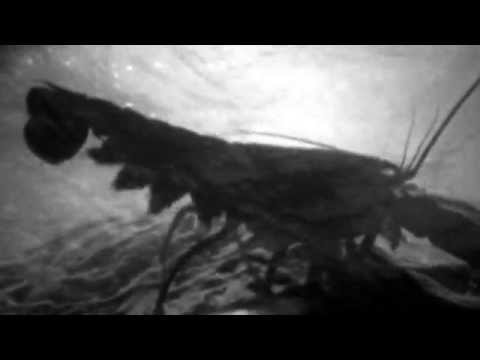 Paresse - Rosarita (Official Video)