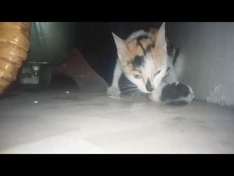 Mother cat eat her dead kitten