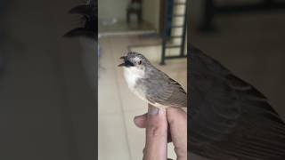 Download lagu Cigun Isian Belalang Emas Gacorrr.. #cigunngebren mp3