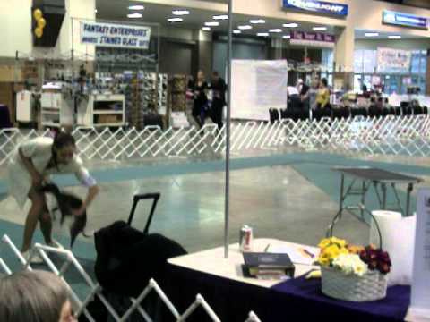 Seattle Kennel Club Dog Show, Italian Greyhound Best of Breed