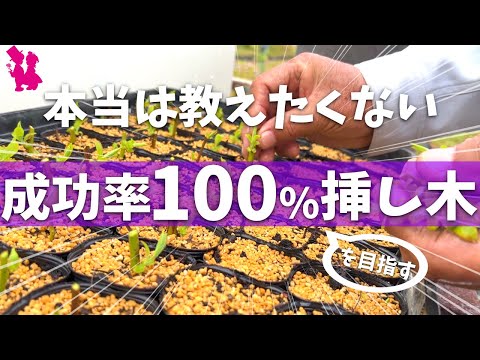 水でフクシアの茎から挿し木を取る方法 挿し木チップの移植