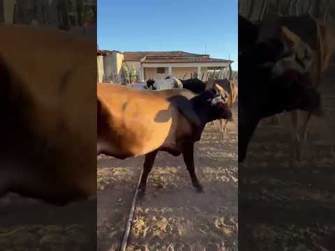 10 Vacas Paridas: 5.500 reais cada em São Mamede/ Paraíba. Whatsapp 84 99810 2784*#gado #boi