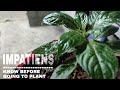 Impatiens plant care | An important tips for beginners who are planning to planting Impatiens