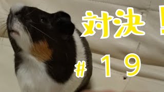 【 モルモット】今日の親びんさん。親びんとゲームしてみます。#１９【guineapig】